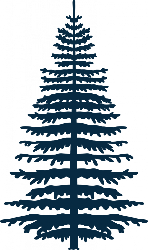 Girrakool pine tree