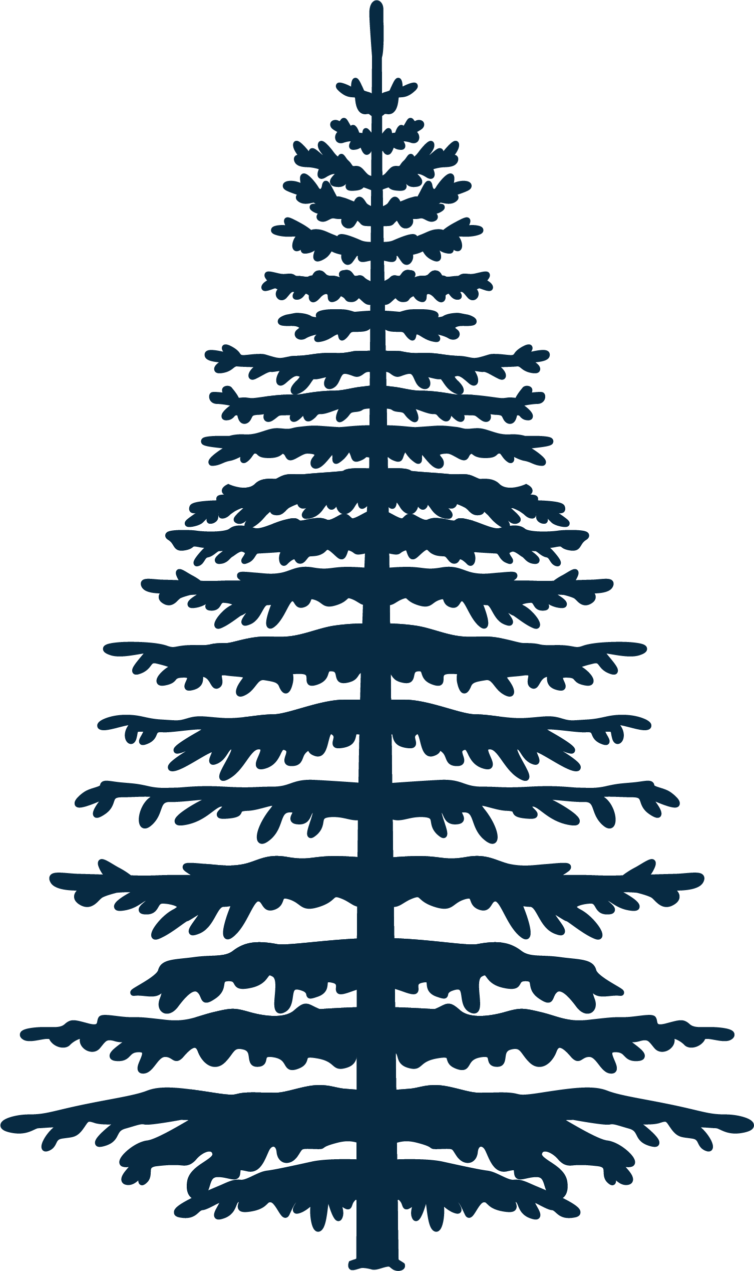 Girrakool pine tree